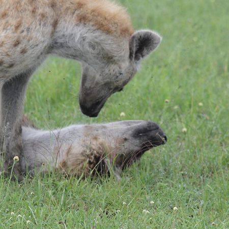 Sekenani Ilkerin Camp Maasai Mara B&B 외부 사진