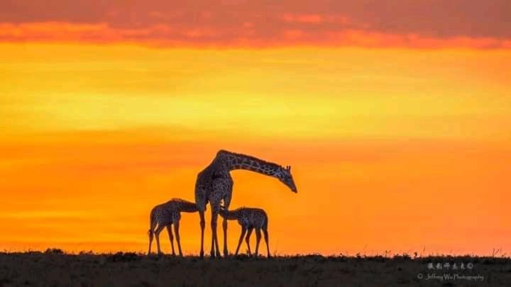 Sekenani Ilkerin Camp Maasai Mara B&B 외부 사진