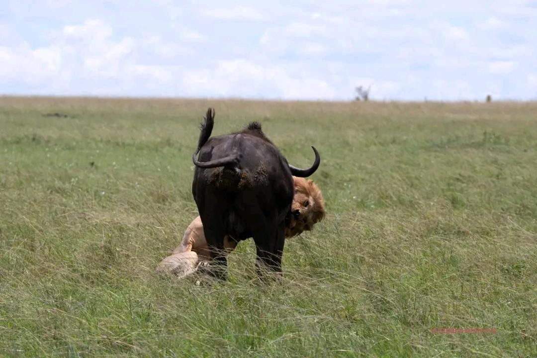 Sekenani Ilkerin Camp Maasai Mara B&B 외부 사진