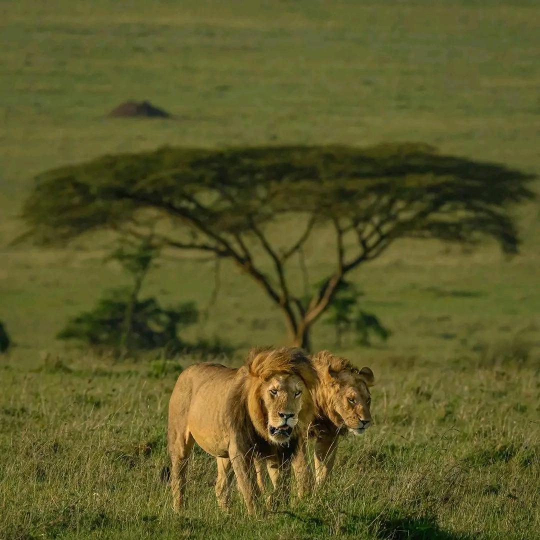 Sekenani Ilkerin Camp Maasai Mara B&B 외부 사진