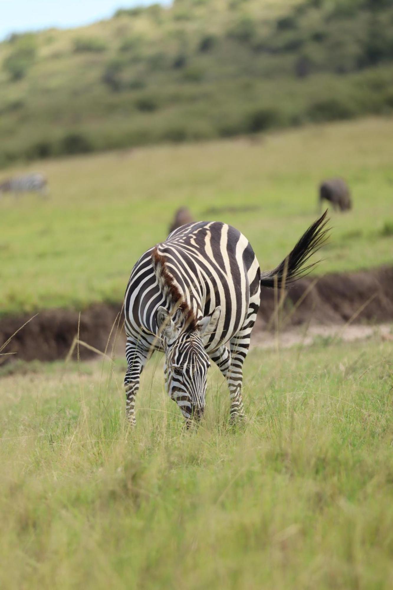 Sekenani Ilkerin Camp Maasai Mara B&B 외부 사진